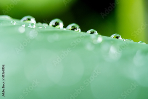drop of water on a leaf