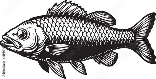 Black and White Illustration of a Fish with Detailed Scales and Fins carp freshwater fish