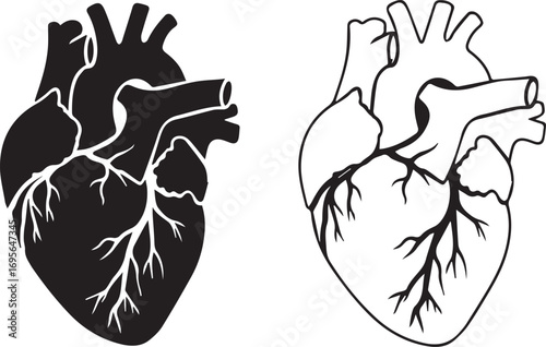 Human Heart Silhouette and Outline Vector Illustration anatomy organ