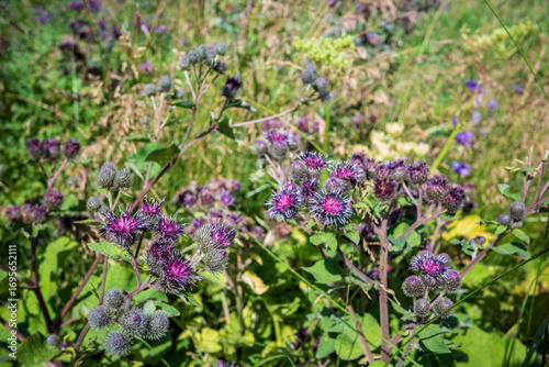 Close-up of vibrant purple thistle flowers blooming in a summer meadow, surrounded by green grass and wild plants. A natural and colorful scene showcasing the beauty of wildflowers