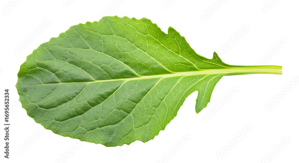 Obraz premium Single vibrant green leaf isolated on white.
