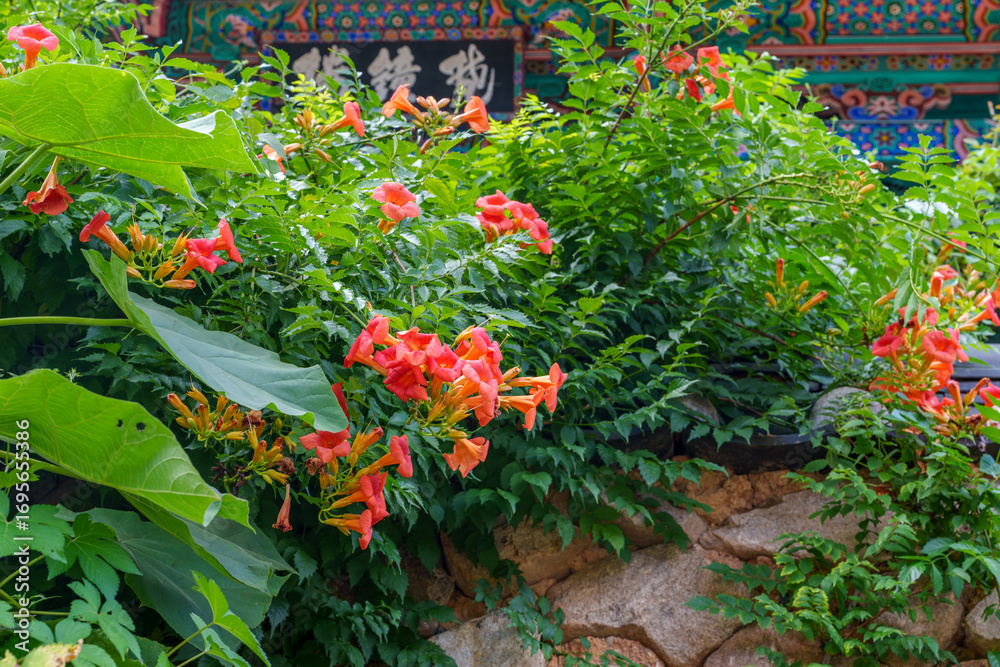 Obraz premium A view of red Chinese trumpet creeper flowers in full bloom at Girimsa Temple, an old cultural heritage site in Gyeongju, Korea.