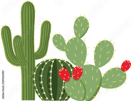 Various Desert Cactus Plants Botanical Vector Collection