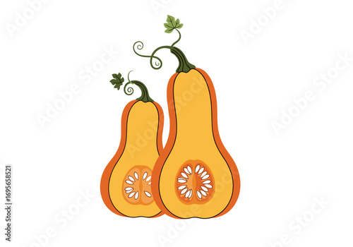 Two ripe butternut squash showing their seeds and stems in a simple illustration style
