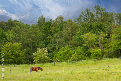 Horse on a field  in denmark