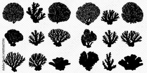 A diverse collection of black coral and marine plant silhouettes on a transparent background.