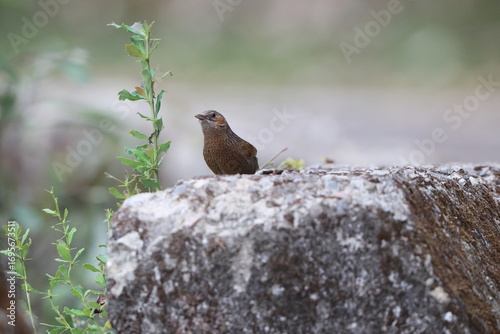 The streaked laughingthrush (Trochalopteron Trochalopteron ) is a species of bird in the family Leiothrichidae. This photo was taken in North India.