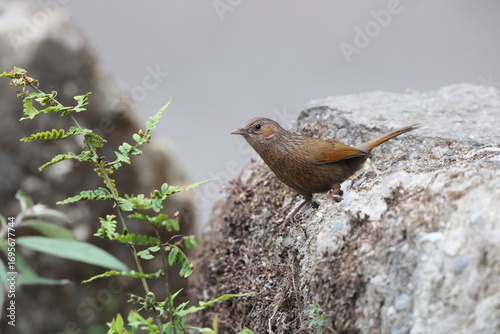 The streaked laughingthrush (Trochalopteron Trochalopteron ) is a species of bird in the family Leiothrichidae. This photo was taken in North India.