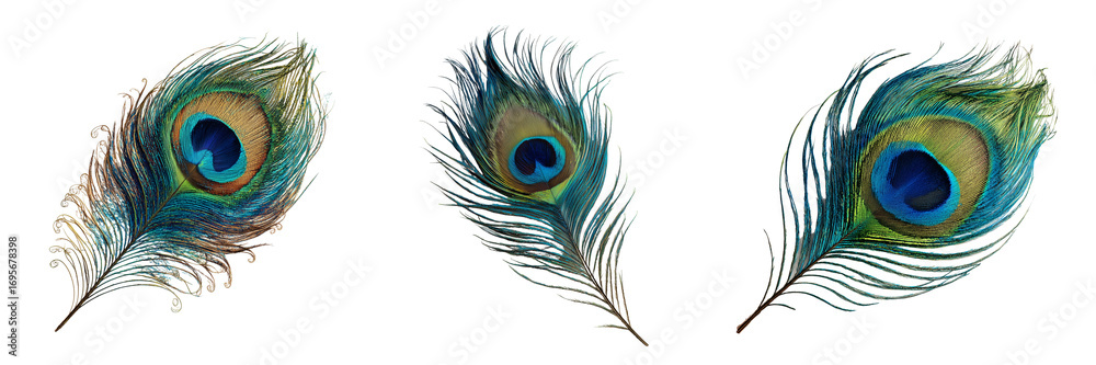 Obraz premium Set of Artistic close-up of Vasant feather ornament on white background, bright and clear lighting on transparent png background. Ai generated