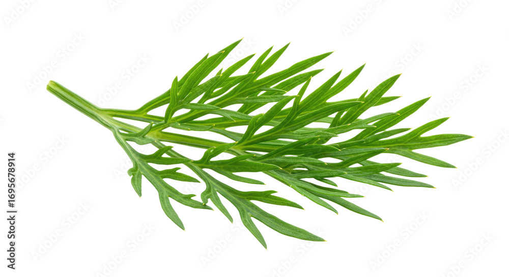 Fototapeta premium Fresh Dill Sprig Isolated on White Background 1.