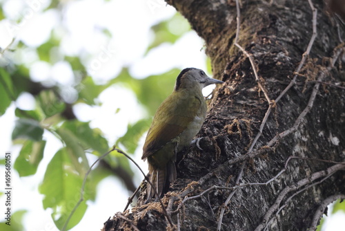 Canvas Print The grey-headed woodpecker (Picus canus hessei), also known as the grey-faced woodpecker, is a Eurasian member of the woodpecker family, Picidae