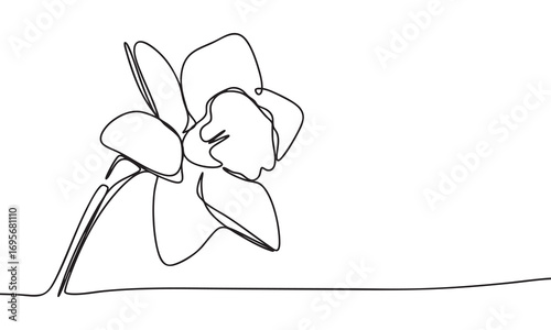 Elegant Line Drawing of a Daffodil Flower