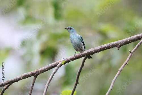 Photography The verditer flycatcher (Eumyias thalassinus) is an Old World flycatcher