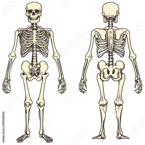 skull, halloween, festival, vector, transparent background, skeleton, medical, anatomy, bones, bone, body, human, biology, anatomical, dead, death, skeletal, healthcare, scary, horror,front and back