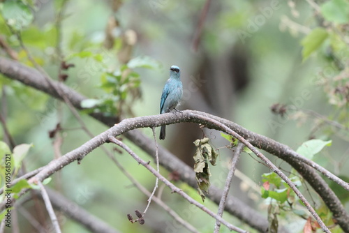 Photography The verditer flycatcher (Eumyias thalassinus) is an Old World flycatcher