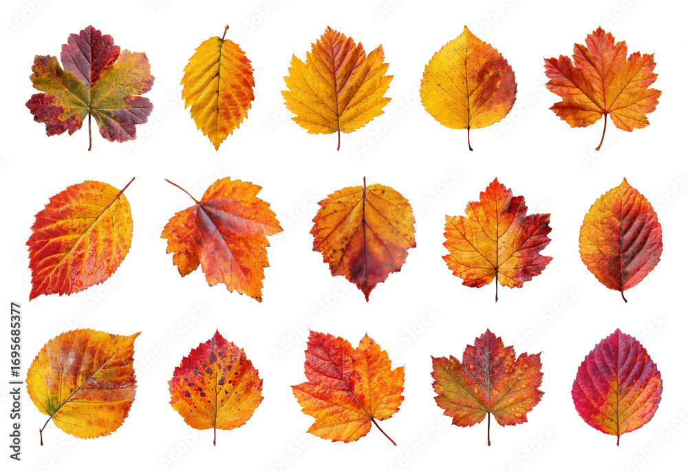 Obraz premium PNG Vibrant autumn leaves collection, element set on transparent background