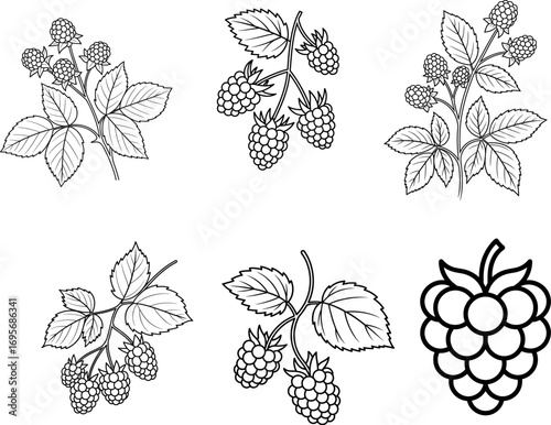 Set of black and white grape vector illustration with leaves and berries pattern