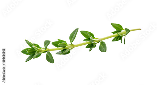 Fresh Thyme Sprig Isolated on White Background 1.