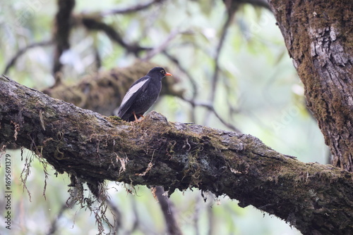 Photography The grey-winged blackbird (Turdus boulboul) is a species of Turdus in the thrush family