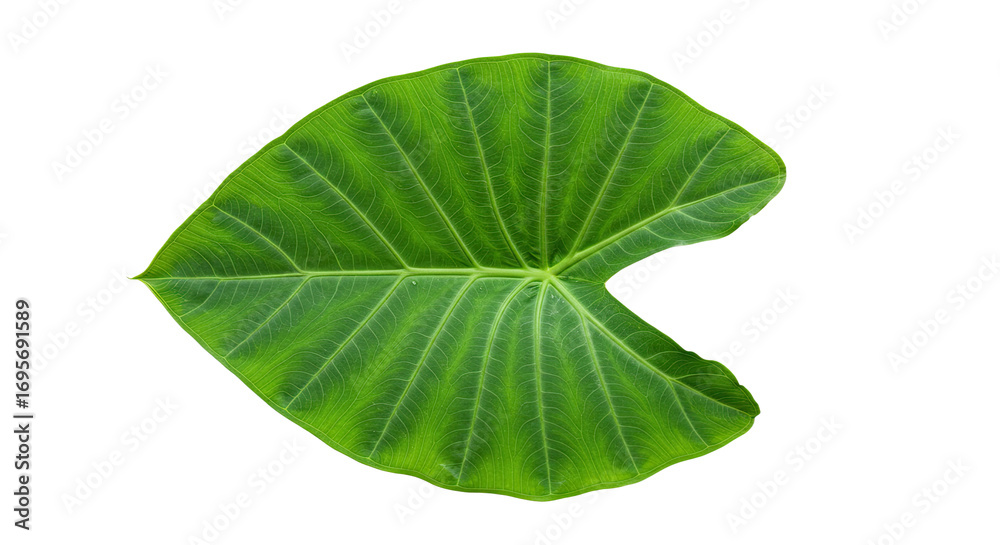 Fototapeta premium Large vibrant green leaf isolated on white 3.