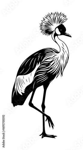 crowned crane bird black and white vector illustration