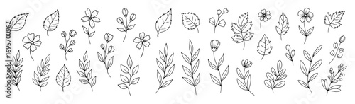 hand drawn botanical floral elements in black on white background