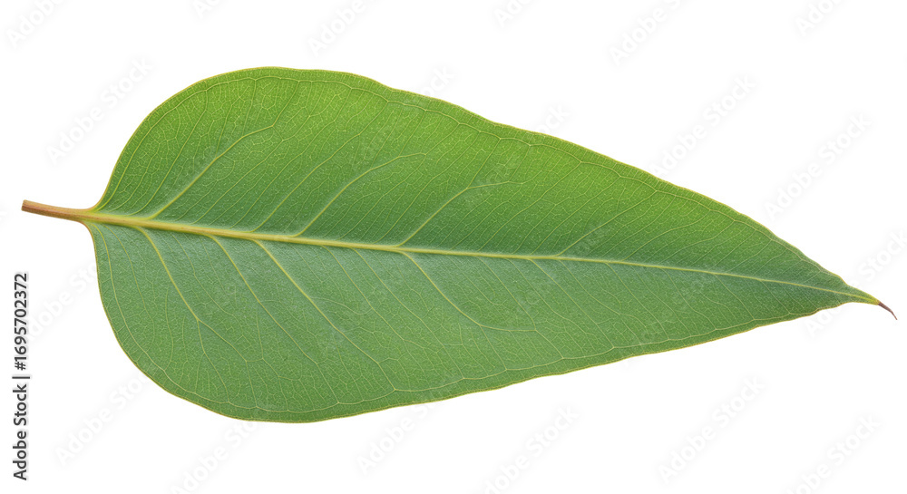 Obraz premium Single Eucalyptus Leaf Close Up.