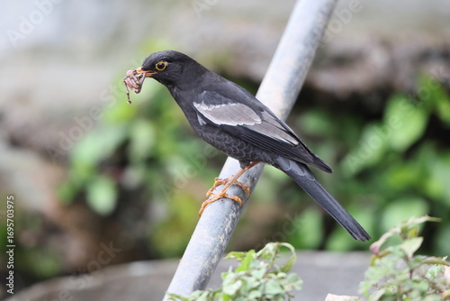 Photography The grey-winged blackbird (Turdus boulboul) is a species of Turdus in the thrush family