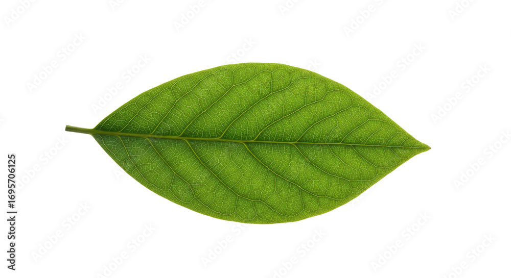 Obraz premium Single Green Leaf Detailed Closeup 2.