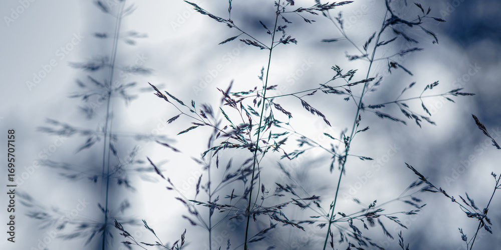 Fototapeta premium Abstract botanical autumn nature banner with wild grass stems with fine seed at soft blurred background, white bokeh. Macro view of field plant and blur bokeh as dark blue monochrome color fall photo