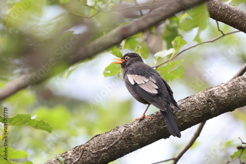 Photography The grey-winged blackbird (Turdus boulboul) is a species of Turdus in the thrush family