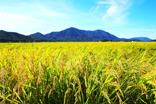 黄色く実る稲穂と弥彦山