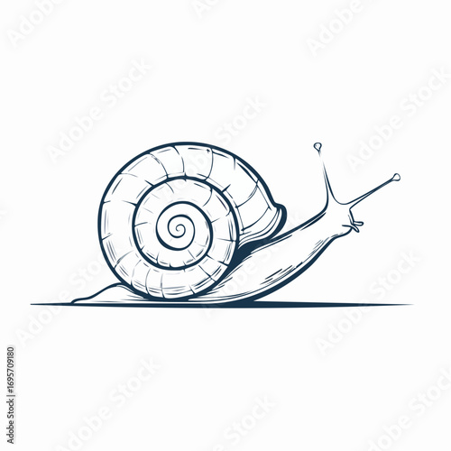 Hand-drawn vintage style snail illustration with a spiral shell. Isolated vector sketch of a gastropod mollusk on a white background
