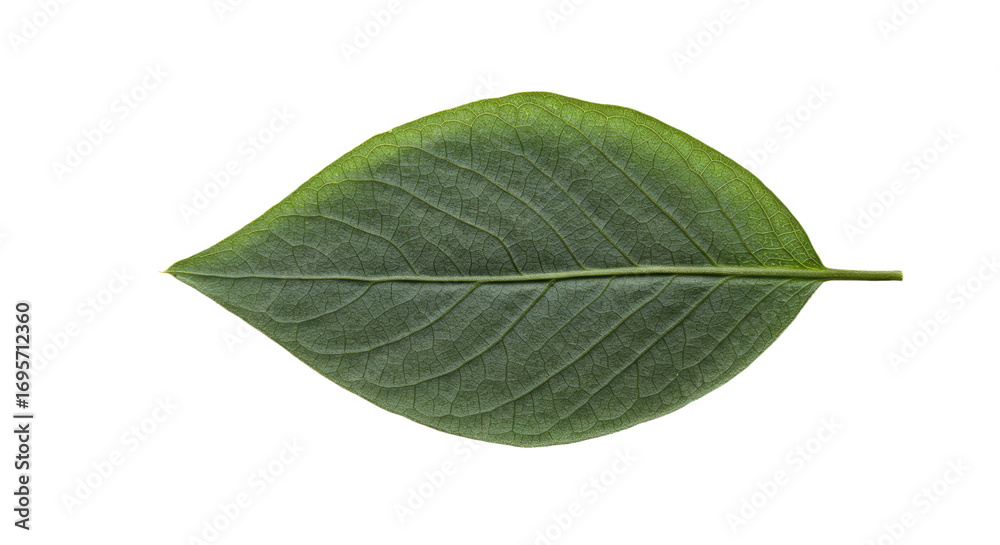 Obraz premium Single green leaf isolated on white background 10.