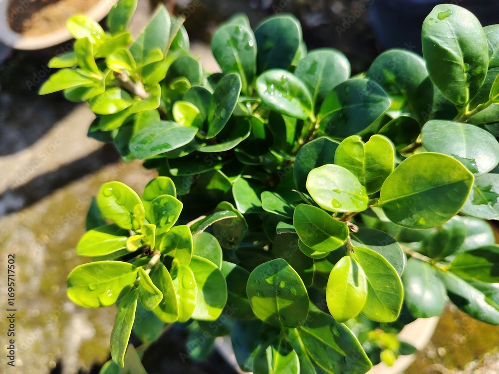 Obraz premium Green leaves of ginseng ficus with a bit of morning dew or raindrop, with natural sunlight.