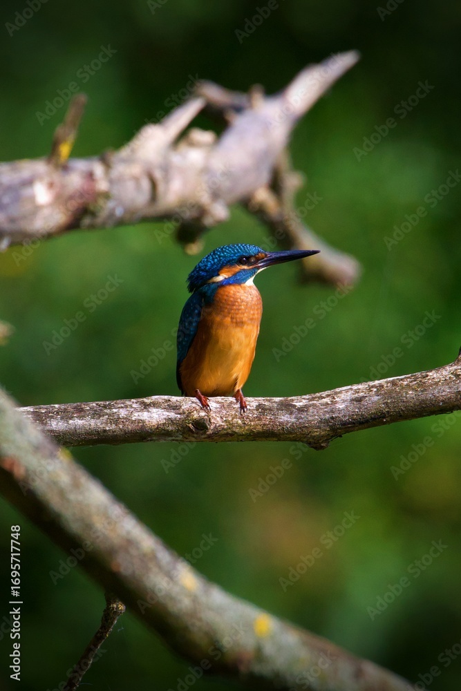 Obraz premium Closeup of a kingfisher