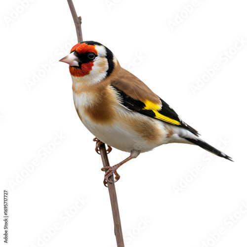 European Goldfinch Perched on a Twig Detailed Avian Photography isolated on transparent background
