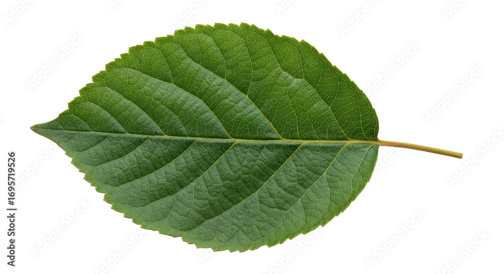 Fototapeta premium Single green leaf ovate shape detailed veins.