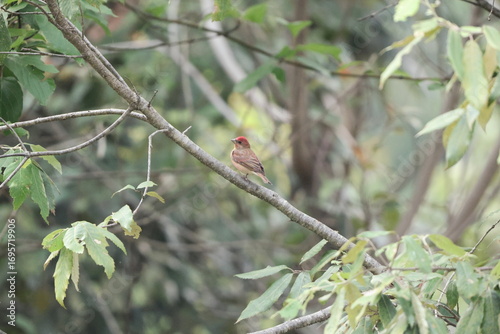 Photography The common rosefinch (Carpodacus erythrinus) or scarlet rosefinch is the most widespread and common rosefinch of Asia and Europe