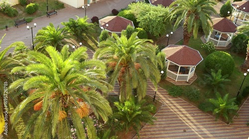 Beautiful lush palm trees in a resort town.