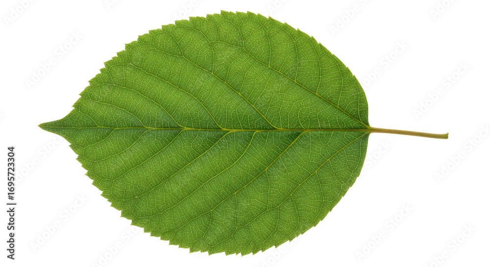 Fototapeta premium Single green leaf with serrated edges 11.