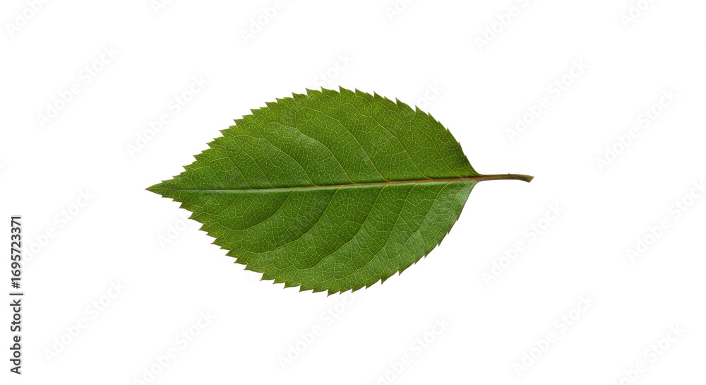 Fototapeta premium Single green leaf with serrated edges 13.