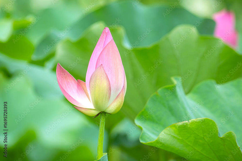 Fototapeta premium 아름다운 연꽃밭에 백련과 수련