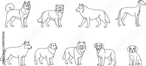 Dog breeds line art, outline drawing pets, domestic animals vector set, puppy illustration, canine collection, cad drawing flat vector illustration