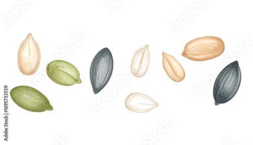 Watercolor illustration seeds on white background - Hand drawn painting