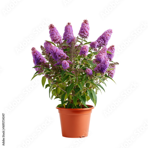 Purple butterfly bush plant in a terracotta pot, isolated.