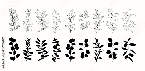 Hand drawn eucalyptus branches. Eucalyptus branches outlines and silhouettes isolated on white background