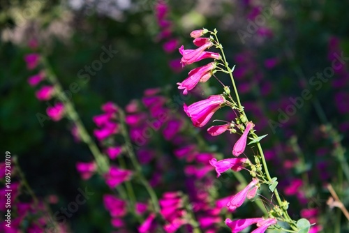 A cluster of vivid pink Parry's Penstemon, Penstemon parryi, wildflowers in Arizona.