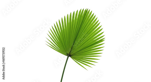 Single Palm Leaf Green Tropical Plant 1.