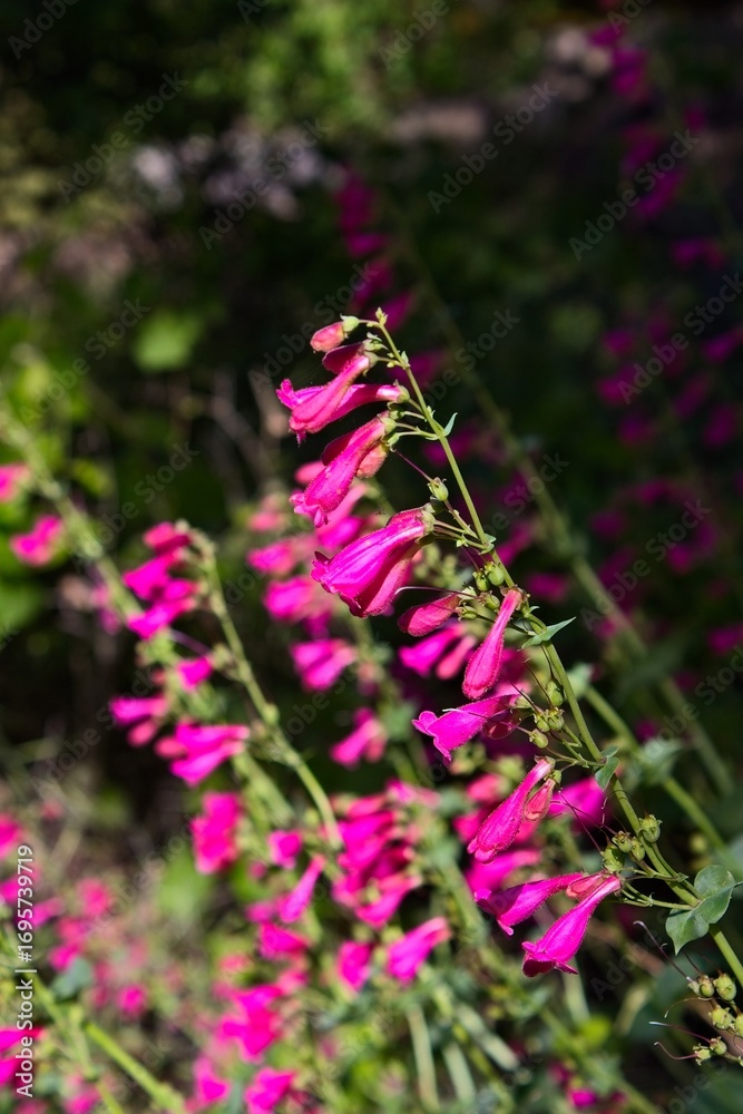 Fototapeta premium A cluster of vivid pink Parry's Penstemon, Penstemon parryi, wildflowers in Arizona.